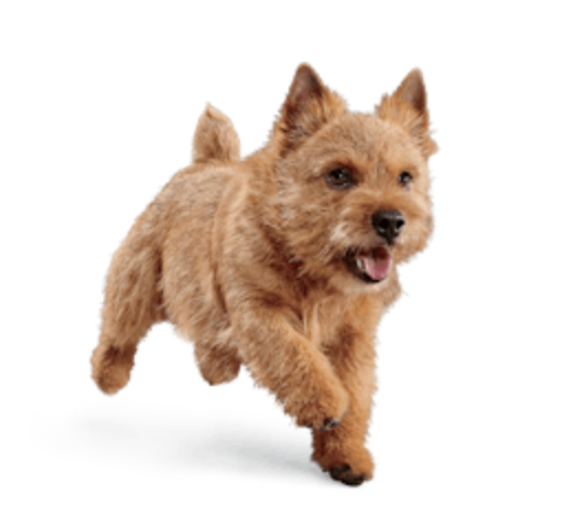 Eukanuba - ADULT SMALL BREED