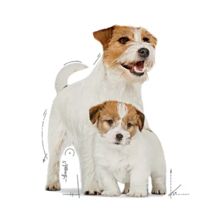 Royal Canin Alimento Húmedo  - Starter Mother & Babydog mousse 145g