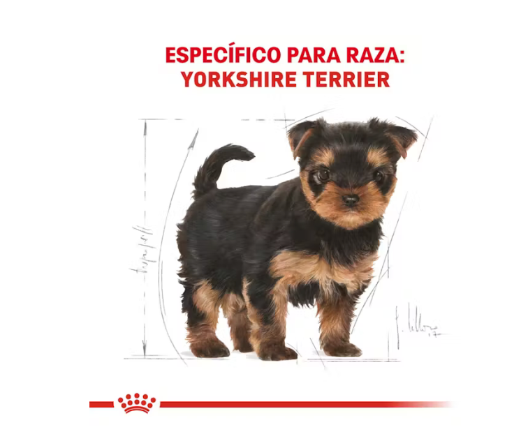 Royal Canin - Yorkshire Terrier Cachorro 1 Kg.
