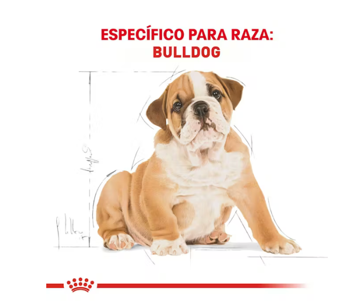 Royal Canin - Bulldog Inglés Cachorro