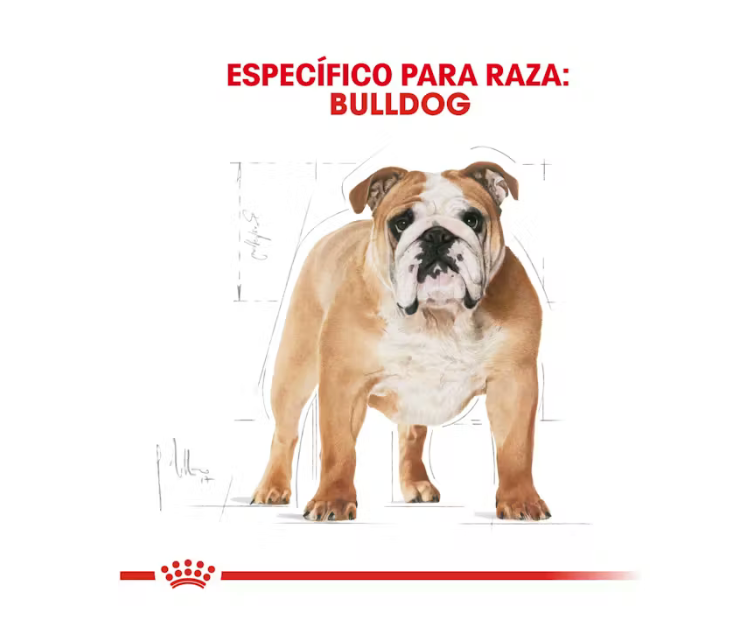 Royal Canin - Bulldog Inglés Adulto