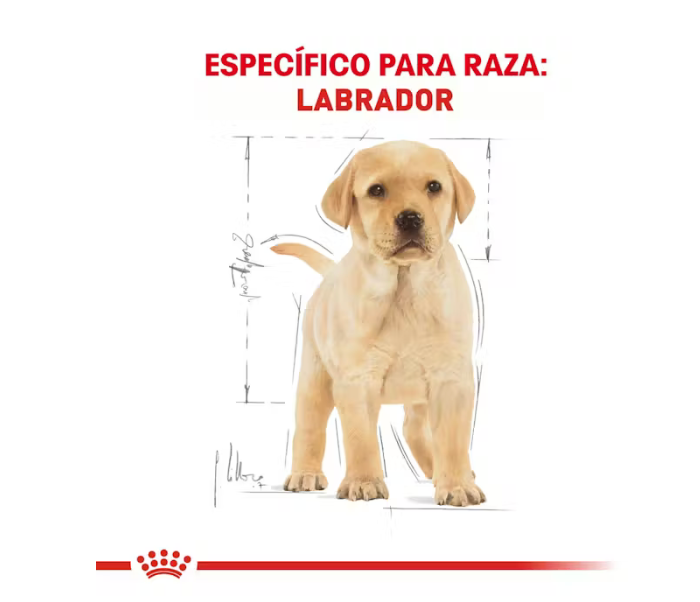 Royal Canin - Labrador Retriever Cachorro 13.62 kg.
