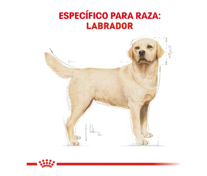 Royal Canin - Labrador Retriever Adulto