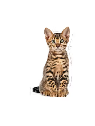 Royal Canin - Kitten Spayed 1.14 kg