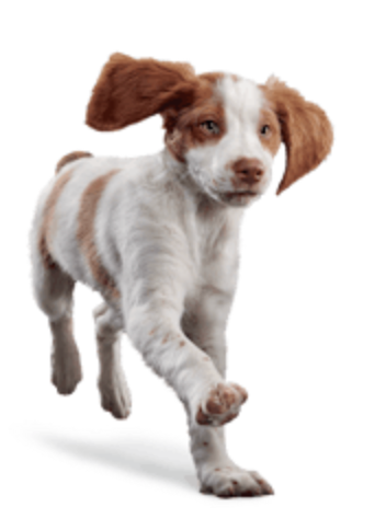 Eukanuba - PUPPY MEDIUM BREED