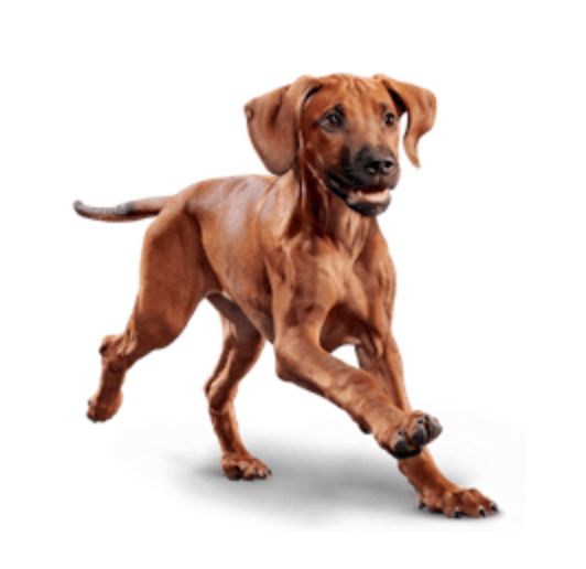 Eukanuba - PUPPY LARGE BREED