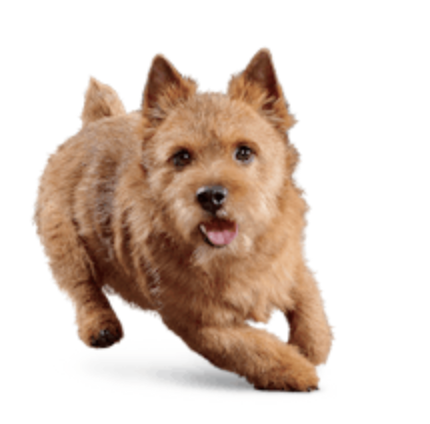 EUKANUBA - SENIOR SMALL BREED