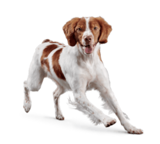 EUKANUBA - SENIOR MEDIUM BREED