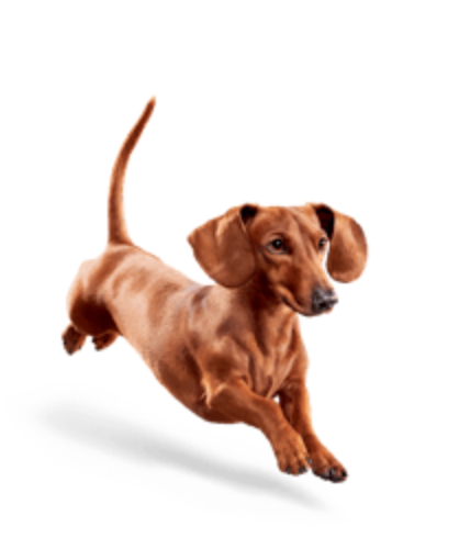 EUKANUBA - WEIGHT CONTROL SMALL BREED
