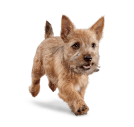 Eukanuba - PUPPY SMALL BREED
