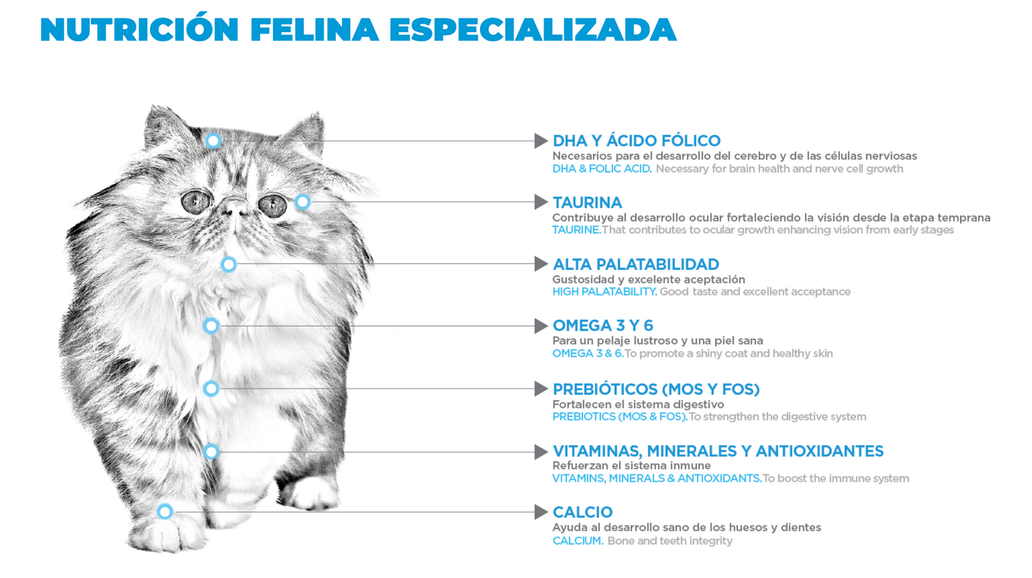 NUPEC - FELINO KITTEN