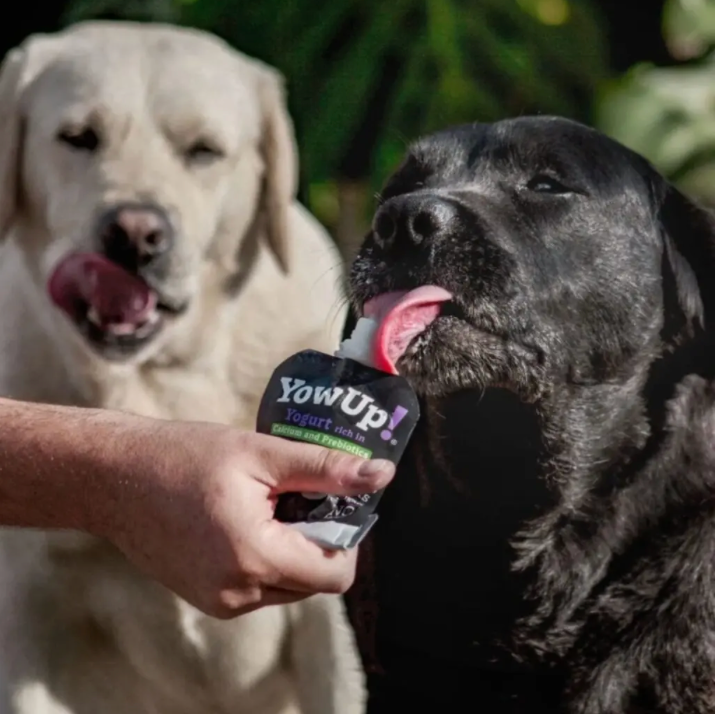 Yogur Funcional Natural con Prebióticos para Perros - Prebióticos Caja con 10 pzas. | YowUp M