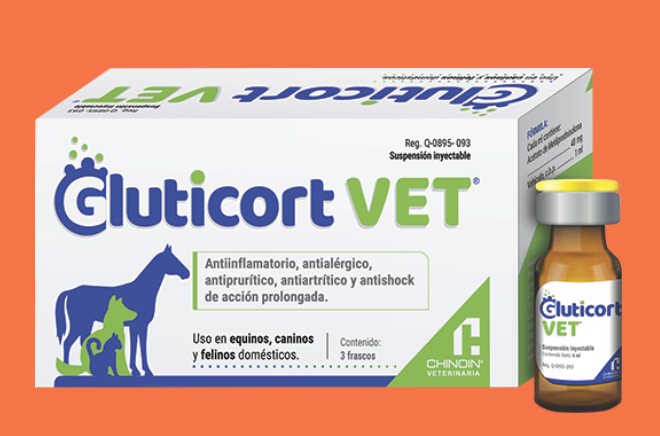 GLUTICORT VET® - Chinoin AC *