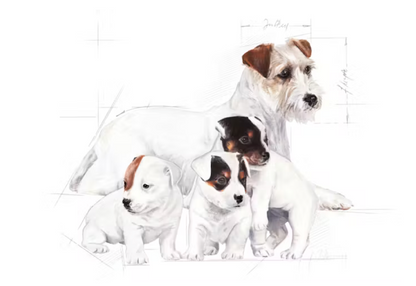 Royal Canin - BabyDog Milk