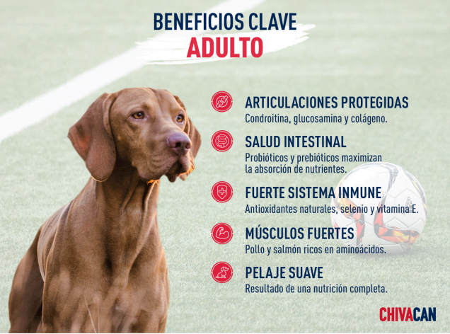 Chivacan Alimento Premium Adulto - CHIVACAN
