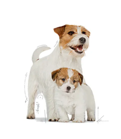 Royal Canin - Small Starter Mother & BabyDog