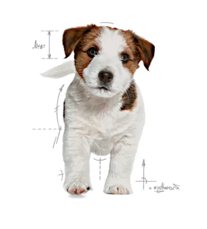 Royal Canin - Small Puppy