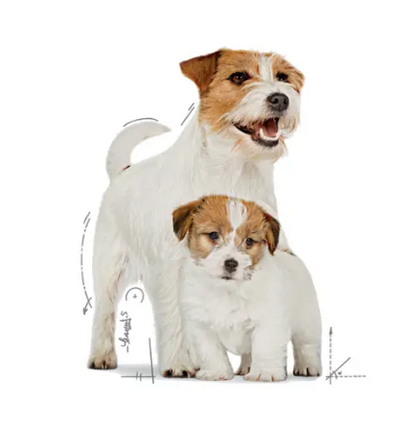 Royal Canin Alimento Húmedo  - Starter Mother & Babydog mousse 145g