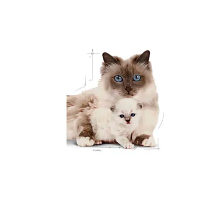 Royal Canin - Mother & BabyCat  1.37 kg.