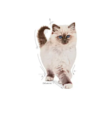 Royal Canin - Kitten