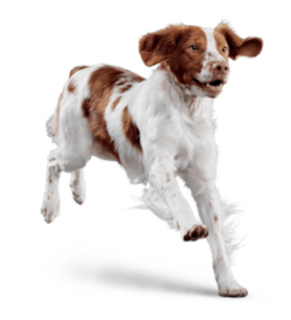 Eukanuba - ADULT MEDIUM BREED