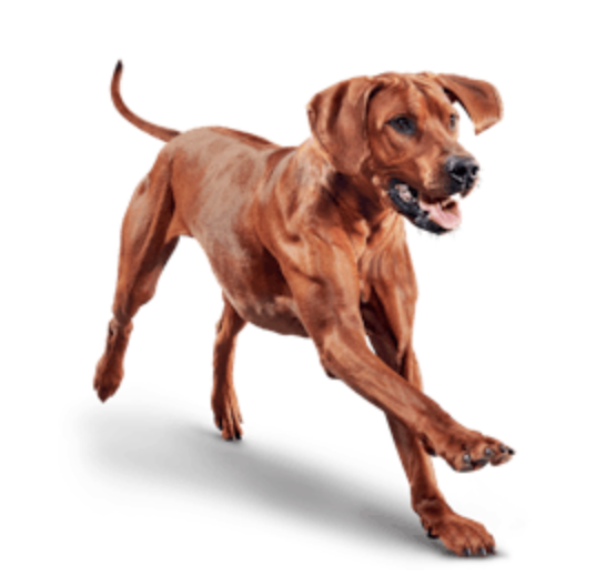 Eukanuba - ADULT LARGE BREED