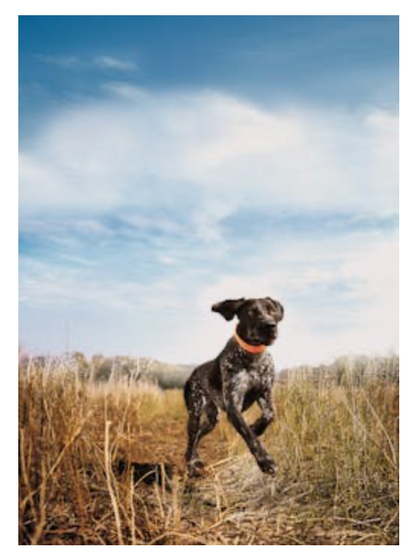 EUKANUBA - PREMIUM PERFORMANCE 30/20 SPORT