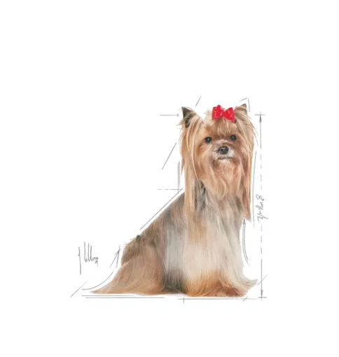 Yorkshire Terrier 8+, 1.1kg - Royal Canin