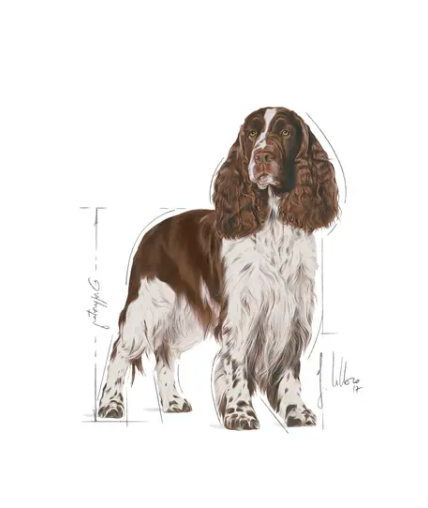 Medium Weight Care   - Royal Canin