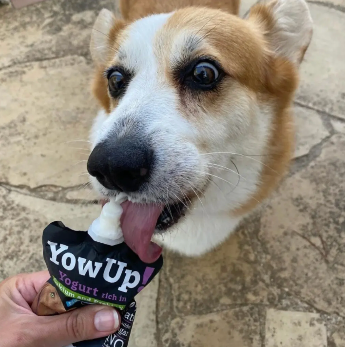 Yogur Funcional Natural con Prebióticos para Perros - Prebióticos Caja con 10 pzas. | YowUp  M