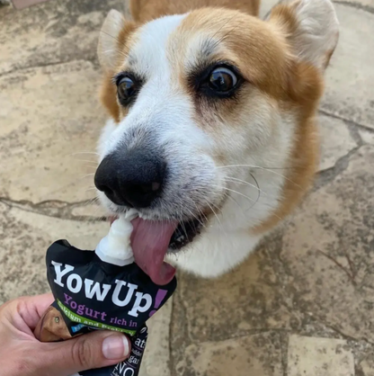 Yogur Funcional Natural con Prebióticos para Perros - Prebióticos Caja con 10 pzas. | YowUp  M
