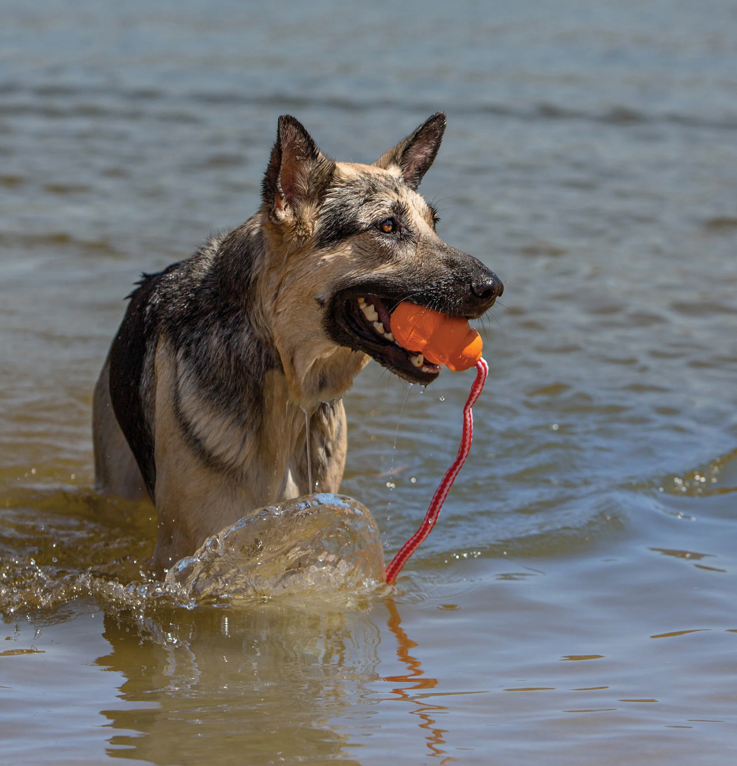 Juega y Entretiene a tú perro con Kong Aqua - Kong Aqua  M