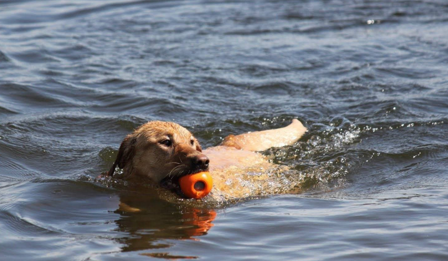 Juega y Entretiene a tú perro con Kong Aqua - Kong Aqua  M