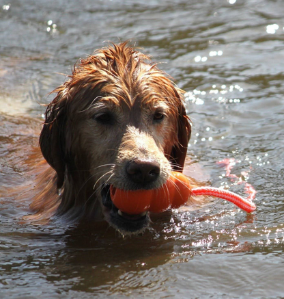 Juega y Entretiene a tú perro con Kong Aqua - Kong Aqua  M