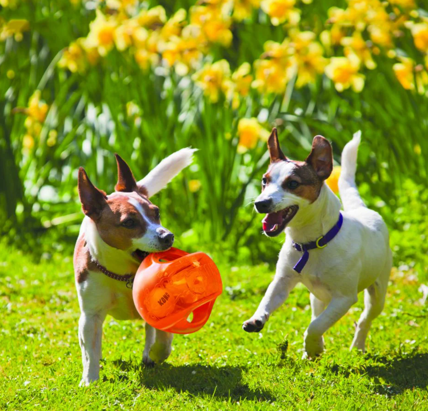 KONG Jumbler Ball - Pelota Jumbler de Kong con Sonido  | KONG  M