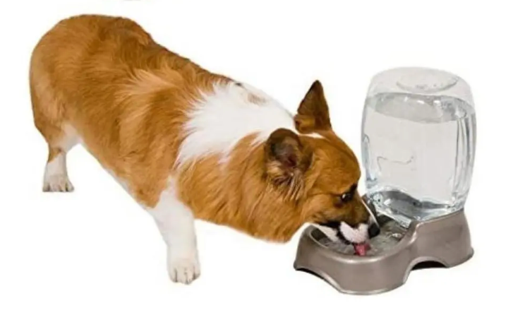 Bebedero para mascotas | PETMATE   M