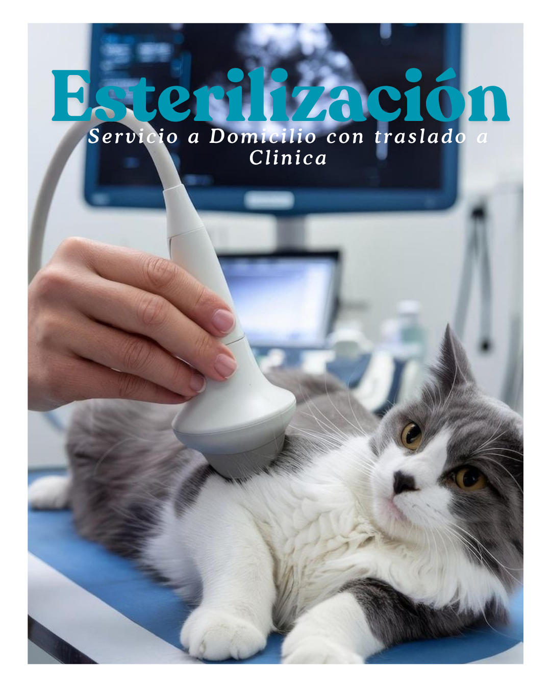 Esterilización para Gatos (Servicio con Traslado a Clinica)