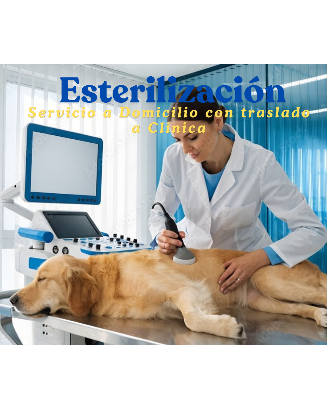Esterilización para Perro (Servicio a Domicilio con traslado a Clínica)