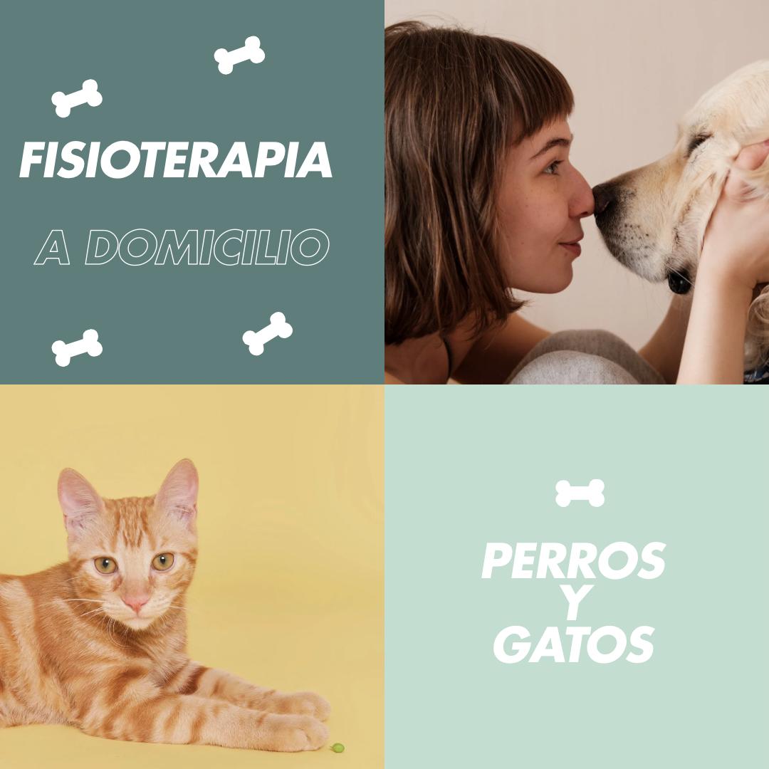 FISIOTERAPIA A DOMICILIO EN CDMX & ESTADO DE MÉXICO - EAN PET´S